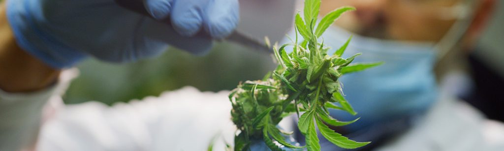 fleurs de CBD